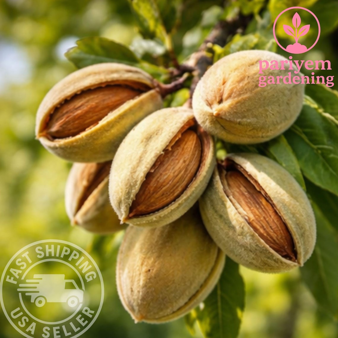 Sweet Almond Tree