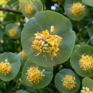 May include: Close-up of a plant with large, round, green leaves. Clusters of small, yellow flowers and buds bloom from the center of each leaf. The flowers have long, thin stamens, and some buds are pink.