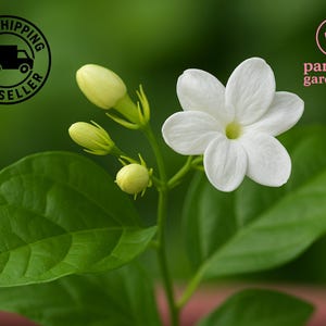 May include: Close-up of a jasmine plant with a fully bloomed white flower and several unopened buds. The flower has five petals and a yellow center. The leaves are a vibrant green, and the background is blurred.
