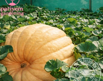 Dill’s Atlantic Giant Pumpkin Seeds – Heirloom Exhibition Variety