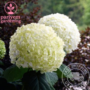 May include: Close-up of two large, round, white hydrangea flower heads with a soft, creamy hue. The flowers are in full bloom, with tightly packed petals. Dark green leaves provide a contrasting backdrop. The image includes the text "pariyem gardening".