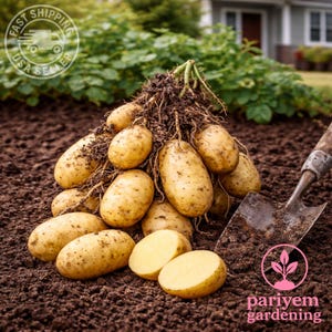 German Butterball Seed Potatoes | Heirloom Yellow Flesh Tubers for Planting
