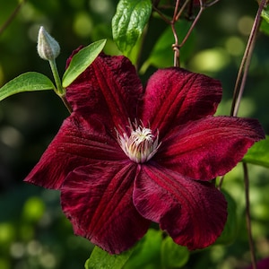 May include: Close-up of a deep burgundy clematis flower in full bloom, showcasing velvety petals and a central cluster of white stamens. Green leaves and a bud are visible in the background, creating a natural, garden-like setting.