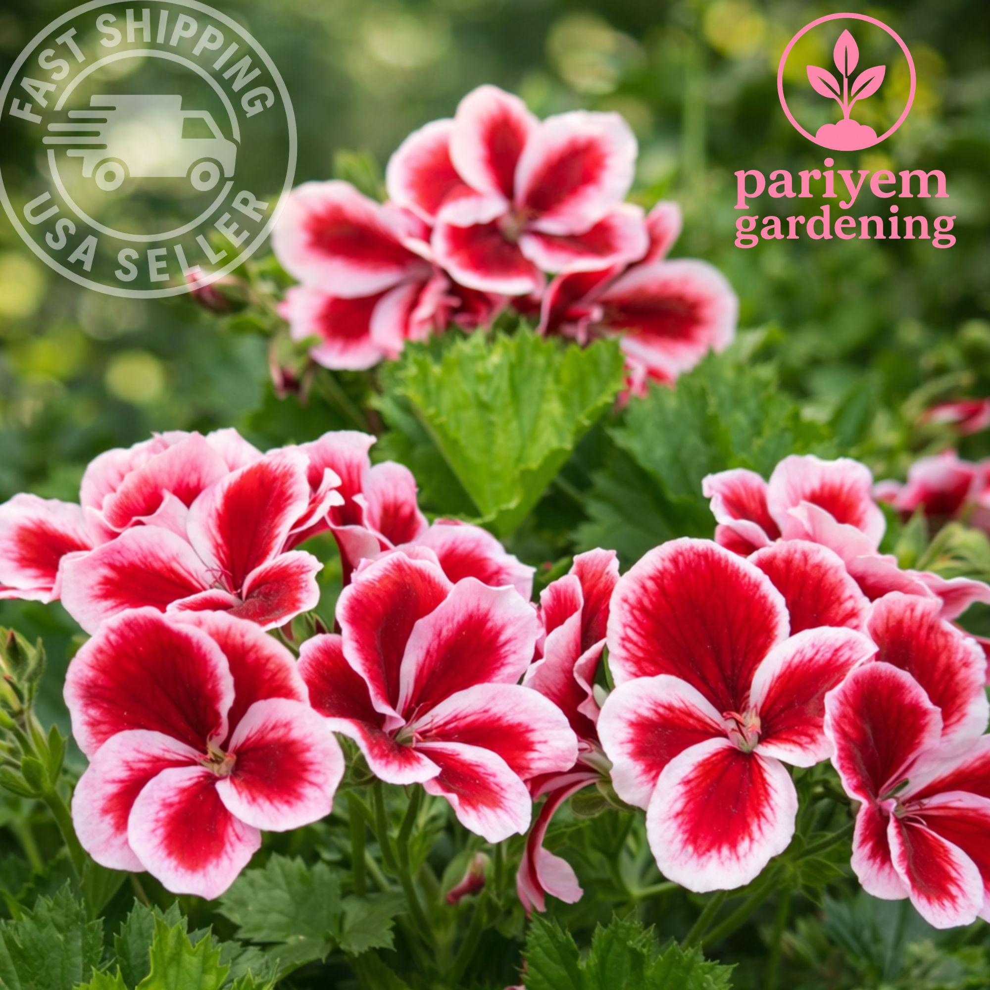 Martha Washington Geranium Seeds – Regal Flower Seeds for Vibrant ...