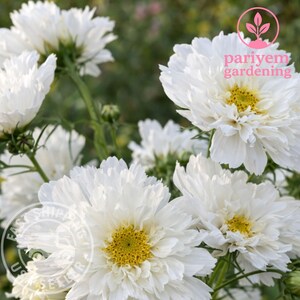 May include: Close-up of white cosmos flowers with yellow centers. The petals are layered and ruffled, creating a full, textured appearance. The image includes the text "pariyem gardening" in a pink circle.