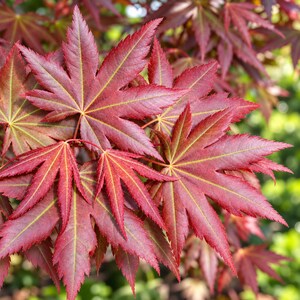 May include: A cluster of vibrant deep red Japanese maple leaves featuring distinct palmate shapes with serrated edges and prominent yellow veins radiating from the center of each leaf, creating a dense and layered foliage pattern.