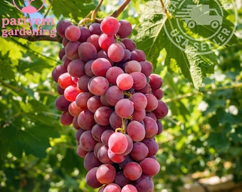 Red Grape Seeds – 30 Seeds for Backyard Vineyard – Sweet Table Grape Vine – Climbing Fruit Plant for Garden