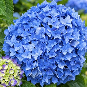May include: A large, spherical cluster of vibrant blue hydrangea flowers with four-petaled blossoms. A smaller, partially bloomed hydrangea head with light green and purple-tipped petals is visible in the lower left corner, surrounded by green leaves.