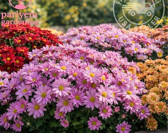 Pearl Gem Mum Chrysanthemum Seeds 200+ Seeds Mum Flower, Flower Seeds,  Annual Seeds, Bulk Seeds, Wholesale - Etsy