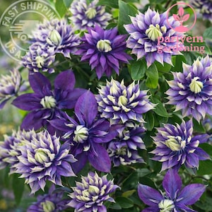 Taiga Clematis Vine Plant – Double Purple Lime Blooms, Climbing Flower (2.5" Pot)