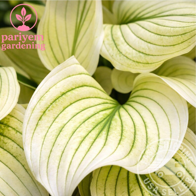 White Feather Hosta – Rare Cream & Green Shade Perennial (bare Root ...