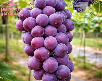 Purple Grape Seeds – 30 Seeds for Home Vineyard – Sweet Table Grape Vine – Climbing Fruit Plant for Garden