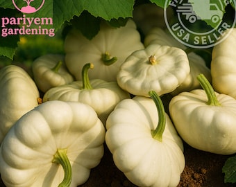 White Bush Scallop Squash Seeds – Heirloom Patty Pan, Early Producer (NON-GMO)