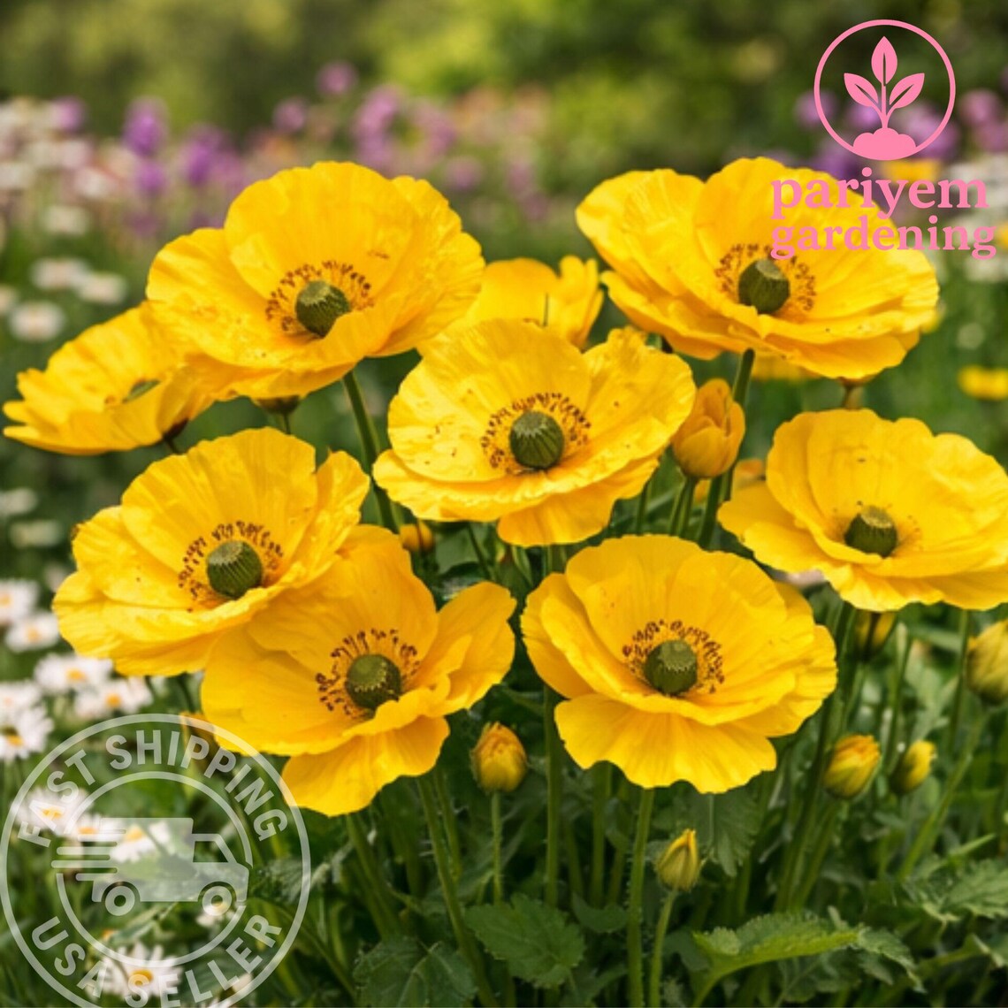 Wood Poppy Roots – Stylophorum Diphyllum Bare Root Plant – Native ...