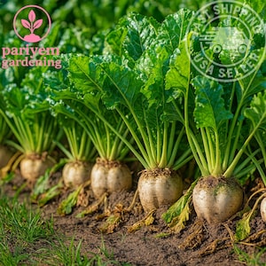 May include: A close-up shot of a row of sugar beets growing in the soil. The beets have large, green leaves and white, bulbous roots. The image includes the text "pariyem gardening" and "USA Seller".