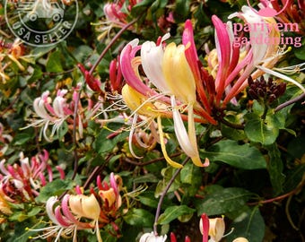 Serotina Belgica Honeysuckle Vine – Late Dutch Lonicera | Fragrant Flowering Climber 2.5" Pot