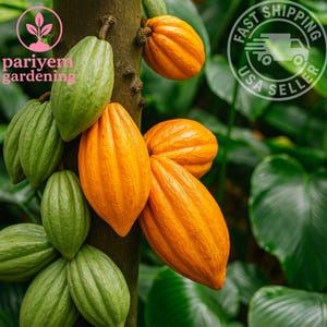 May include: Close-up of a tree trunk with green and orange cocoa pods. The pods are in various stages of ripeness, with some still green and others a vibrant orange. The image includes the text "pariyem gardening" and a "Fast Shipping USA Seller" logo.
