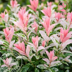 May include: Close-up of a plant with pink and white leaves. The leaves are a mix of pink, white, and green. The plant has a dense, bushy appearance. The text "parivem gardening" is visible in the upper right corner.