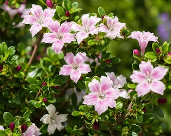 Pink Mountain Serissa Bonsai – Live Mini Tree, Fairy Garden Plant