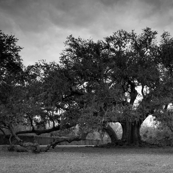 New Orleans Tree of Life Fine Art Print, Audubon Park, Black and White Nature Photograph