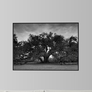 New Orleans Tree of Life Fine Art Print, Audubon Park, Black and White Nature Photograph image 2