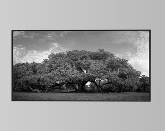 New Orleans Photography, Tree of Life, Brushed Aluminium, Black and White, Audubon Park, Nature Photograph, Live Oak Tree