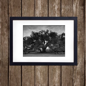 New Orleans Tree of Life Fine Art Print, Audubon Park, Black and White Nature Photograph image 5