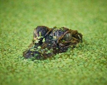 Alligator,Baby,Eyes,Bayou,Swamp,Louisiana