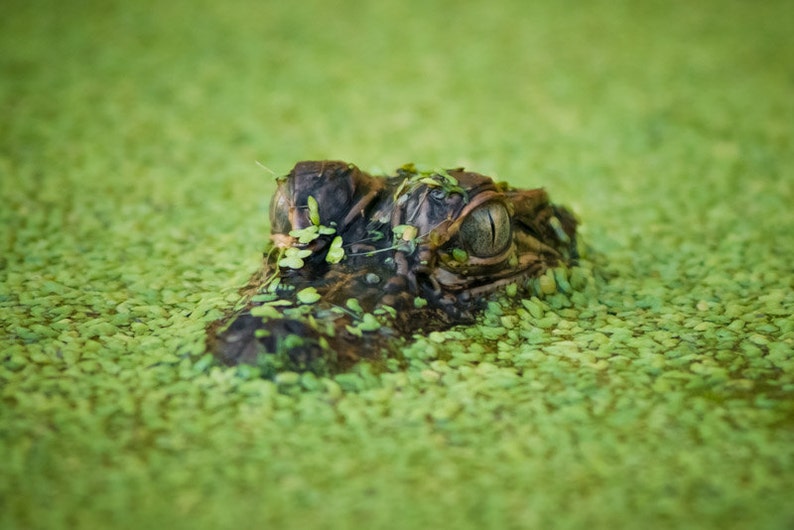 Alligator,Baby,Eyes,Bayou,Swamp,Louisiana image 1