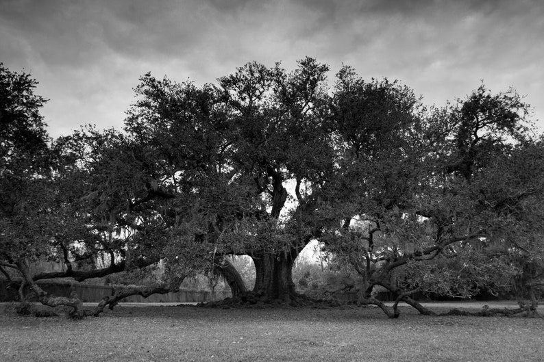 New Orleans Tree of Life Fine Art Print, Audubon Park, Black and White Nature Photograph image 1