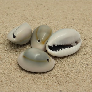 Könnte beinhalten: Vier polierte Muscheln in Weiß-, Creme- und Grautönen mit natürlicher, organischer Optik. Die Muscheln sind auf feinem, hellfarbenem Sand angeordnet und erzeugen ein Strand- und Küstenmotiv.
