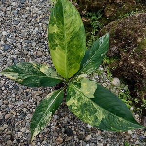May include: A close-up of a plant with large, variegated leaves. The leaves are primarily green with patches of yellow and white. The plant is surrounded by small, gray pebbles and a background of mossy rocks.