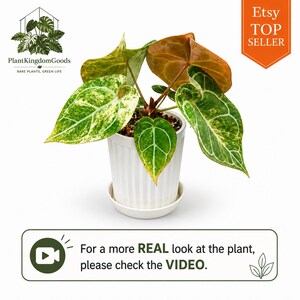 May include: A potted Anthurium plant with large, variegated leaves in shades of green, yellow, and brown. The plant is in a white, ribbed pot with a matching saucer. The image includes the text "Etsy TOP SELLER" and "For a more REAL look at the plant, please check the VIDEO."