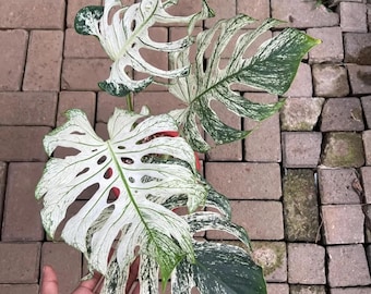 モンステラ デビル 斑入り巨大観葉植物 2粒 - Etsy 日本