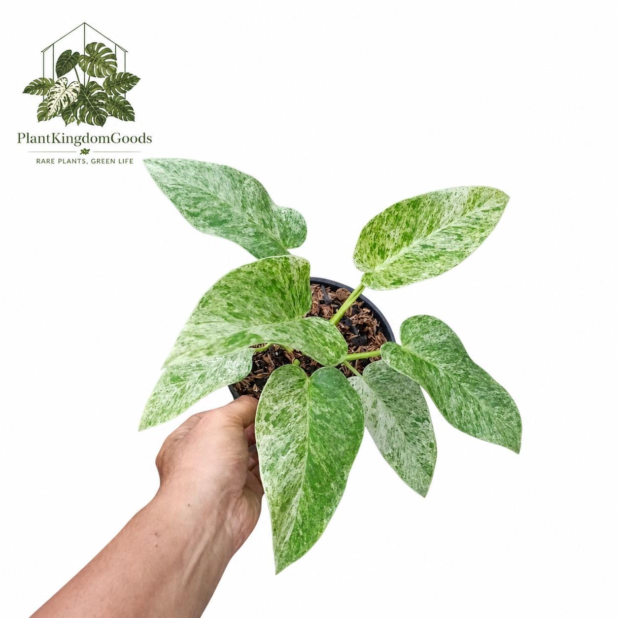 超希少❗️フィロデンドロン　ツィーディー　アヌムギガンテウム✨ Variegated philodendron giganteum - Etsy 日本