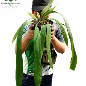 anthurium magnificum Anthurium magnificum  The Plant Lady SF