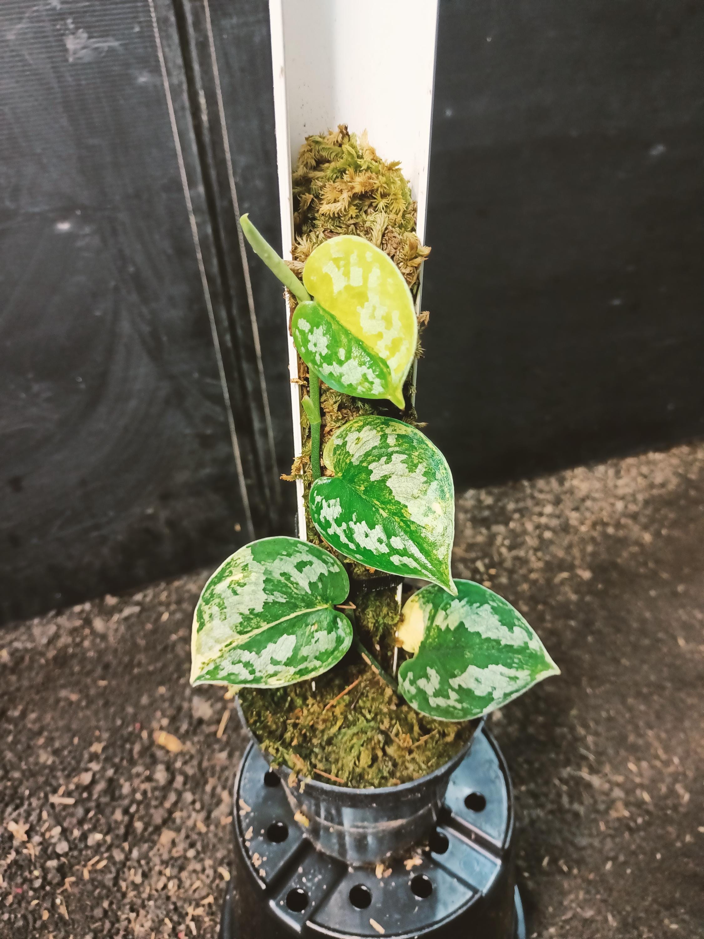 その他観葉植物 scindapsus bakudapati Scindapsus Bakudapati - Borneo Aquatic