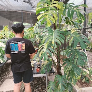May include: A large Monstera plant with variegated leaves, showing green and yellow hues. The plant is in a black pot, surrounded by other plants in a greenhouse. A person is standing nearby.