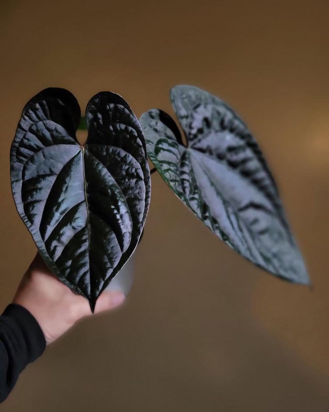 Anthurium moodeanum - Etsy 日本