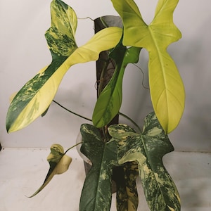 May include: A set of three ceramic mugs with a speckled, matte finish. Each mug is a different colour: light blue, cream, and grey. The mugs have a simple, modern design and a comfortable handle.