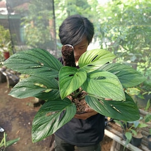 Puede incluir: Una planta de Monstera en maceta con hojas grandes, verdes y fenestradas. La planta está sostenida por un poste de musgo marrón. Las hojas tienen una apariencia texturizada y muestran una variedad de tonos verdes. La planta está en una maceta oscura.