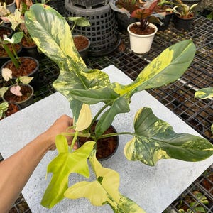 May include: A set of three ceramic mugs with a speckled, matte finish in cream, light grey, and dark grey. Each mug has a simple, minimalist design, suitable for coffee or tea.