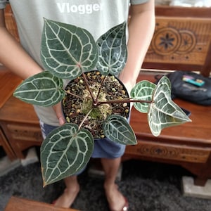 Op de afbeelding: Een Anthurium crystallinum plant in een zwarte pot. De plant heeft grote, hartvormige, donkergroene bladeren met opvallende witte nerven. De persoon draagt een lichtgroen t-shirt met de tekst "Vlogger".