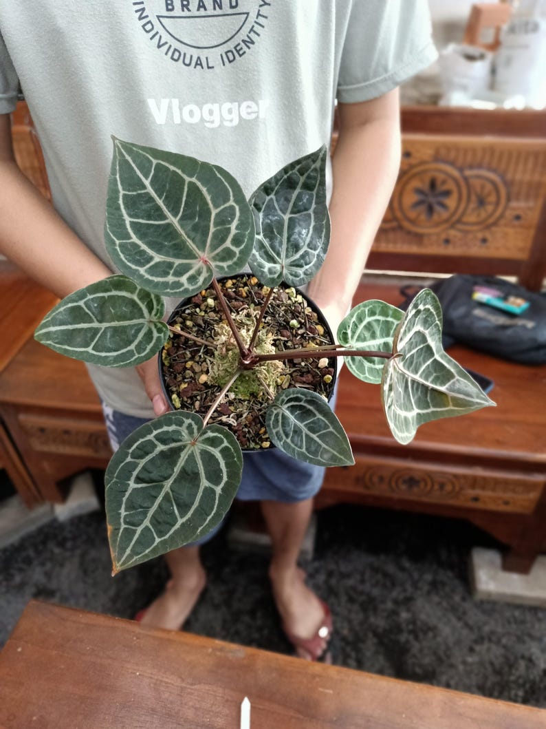 Op de afbeelding: Een Anthurium crystallinum plant in een zwarte pot. De plant heeft grote, hartvormige, donkergroene bladeren met opvallende witte nerven. De persoon draagt een lichtgroen t-shirt met de tekst "Vlogger".