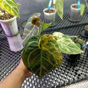 May include: Close-up of a plant with large, heart-shaped leaves. The leaves display a mix of dark green, yellow, and white variegation. Other potted plants are visible in the background, suggesting a plant nursery or indoor garden setting.
