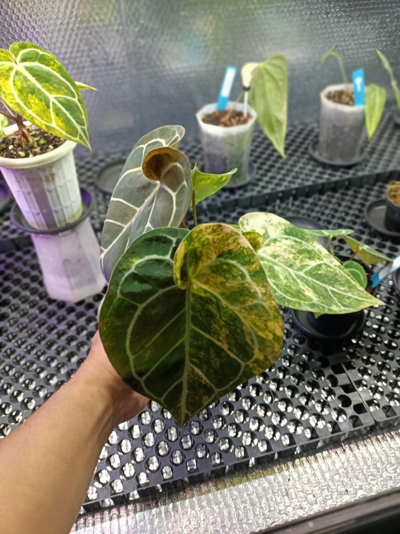 May include: Close-up of a plant with large, heart-shaped leaves. The leaves display a mix of dark green, yellow, and white variegation. Other potted plants are visible in the background, suggesting a plant nursery or indoor garden setting.