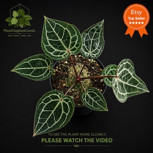 Op de afbeelding: Bovenaanzicht van een Anthurium Crystallinum plant in een zwarte pot. De donkergroene bladeren hebben opvallende witte nerven. De afbeelding bevat de tekst "Plant Kingdom Goods" en "Etsy Top Seller". De tekst "PLEASE WATCH THE VIDEO" is ook zichtbaar.
