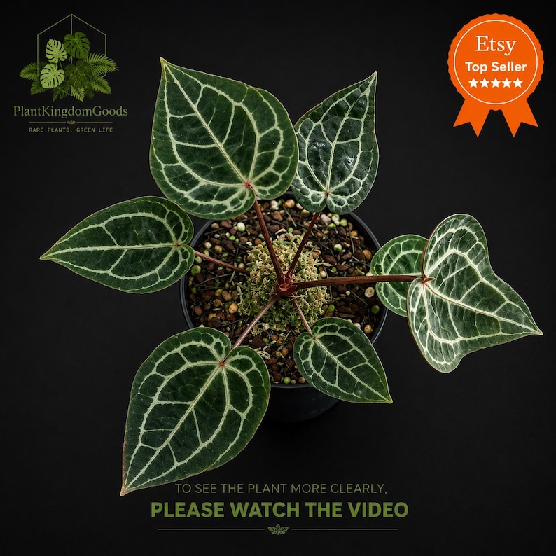 Op de afbeelding: Bovenaanzicht van een Anthurium Crystallinum plant in een zwarte pot. De donkergroene bladeren hebben opvallende witte nerven. De afbeelding bevat de tekst "Plant Kingdom Goods" en "Etsy Top Seller". De tekst "PLEASE WATCH THE VIDEO" is ook zichtbaar.