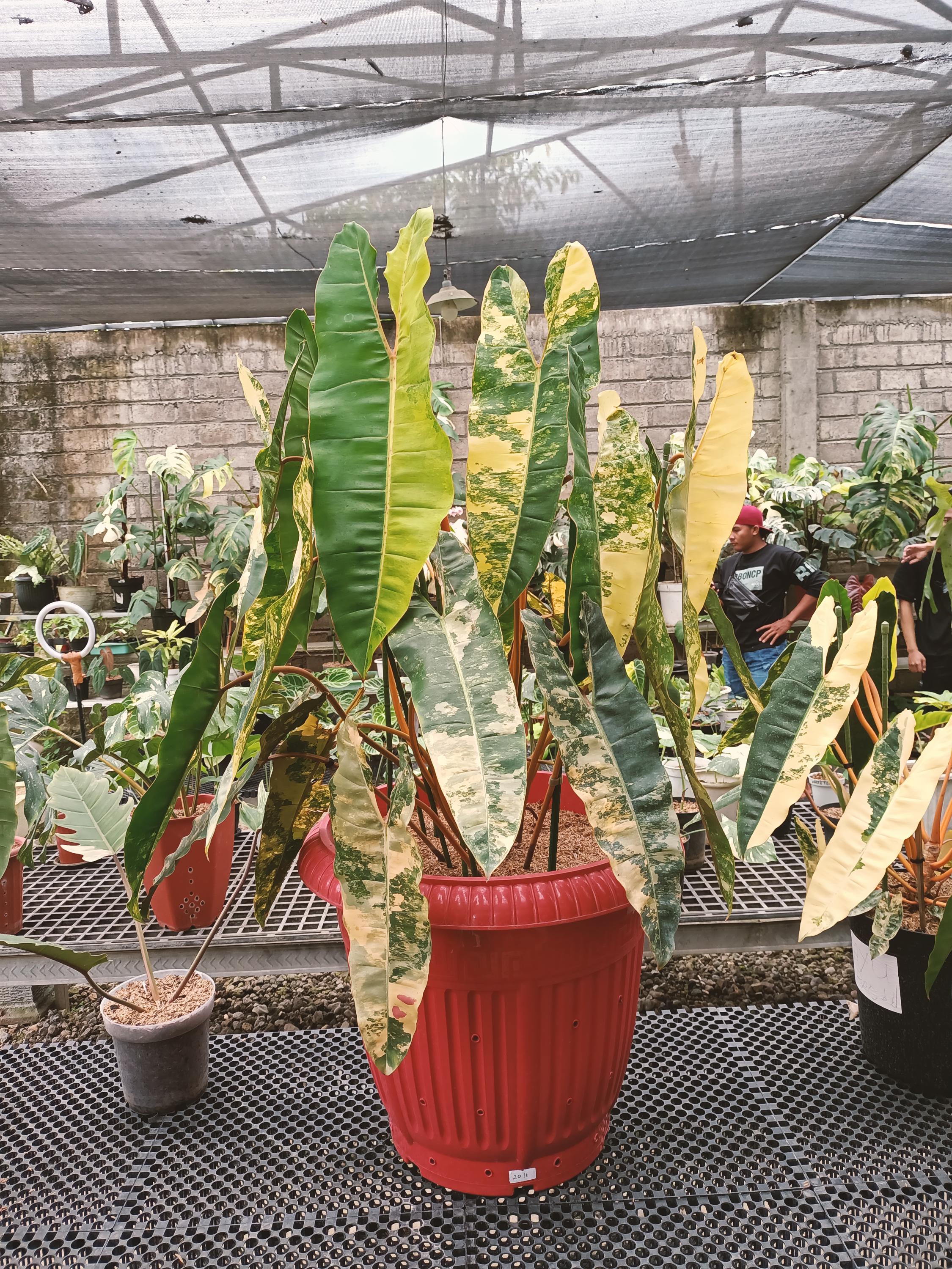 Philodendron billietiae variegated - Etsy 日本