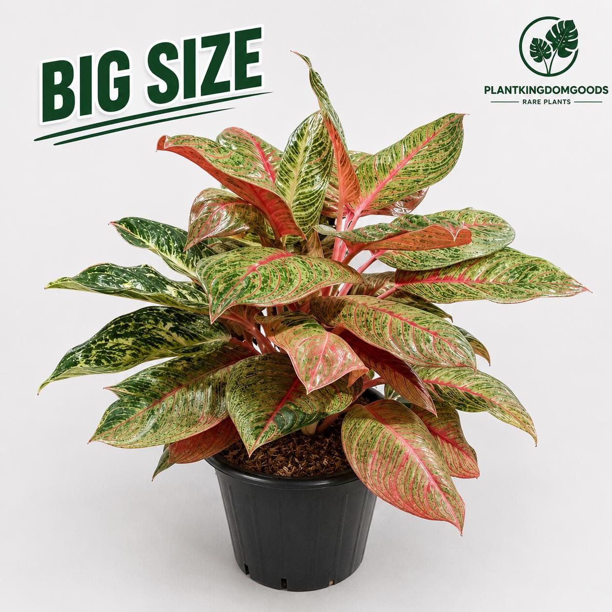 Aglaonema Hughes - Etsy